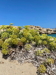 Flowers desert rocks summer ocean