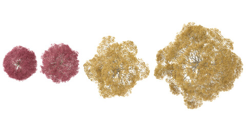 platanoides plants collection with realistic style from top view