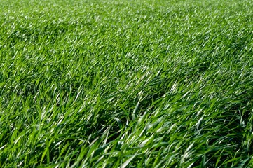 Serene field of vibrant green grass gently swaying in a soft breeze, a peaceful nature scene.