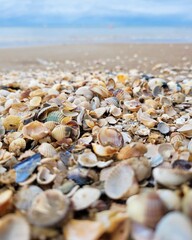Sea