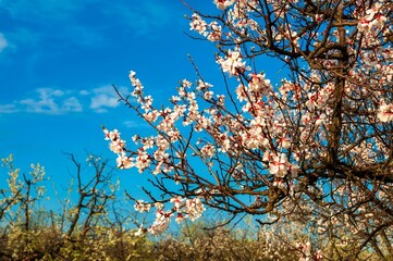 Delicate almond tree blossoms showcase a vibrant springtime scene against a clear blue sky.