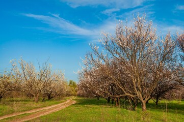 A picturesque dirt road meanders through a vibrant orchard, where trees are adorned with delicate pink and white blossoms under a clear blue sky.