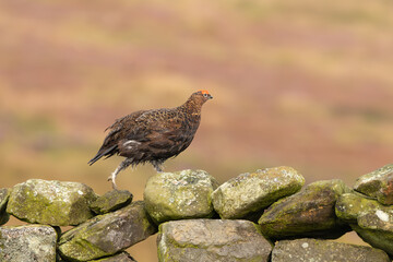 Red Grouse, Scientific name: Lagopus Lagopus. Male Red Grouse walking quickly on drystone walling on managed grouse moorland. Taken from car window with long lens on beanbag.   Space for copy