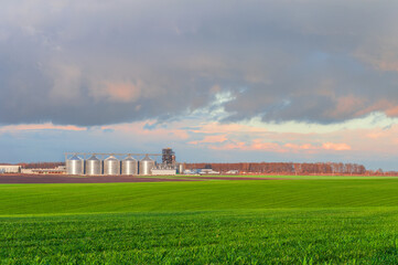 A green field of young winter crops and a row of granaries under the sky in sunset colors