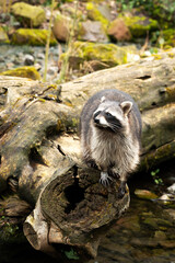 beautiful raccoon © Alexander