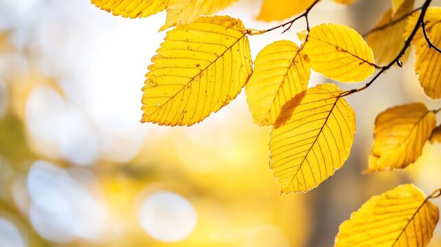 Vibrant autumn leaves glowing in sunlight against a blurred backdrop creating a warm seasonal atmosphere : Generative AI