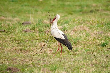 A White Stork Collecting Branches in a Meadow for its Nest
