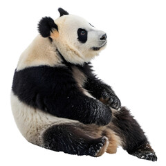 panda animal © Habib
