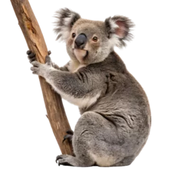 Fotobehang Koala koala animal  © Habib