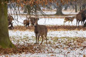 Winter landscape with mouflon - Ovis aries musimon and sika deer - Cervus nippon. Snow lies on the meadow and the landscape is snowing