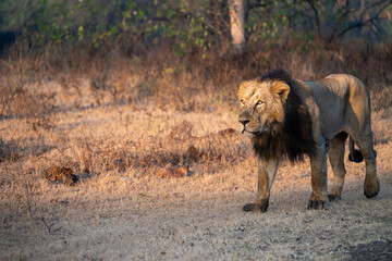 Lion