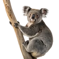Fotobehang Koala koala animal  © Habib