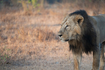 Lion