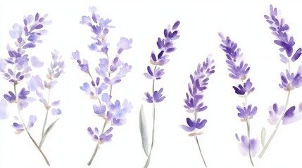 Naklejka premium Hand-painted watercolor lavender sprigs capture the essence of nature's tranquility in soft purple hues and delicate detail
