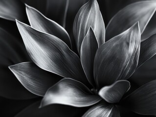 Black and white photo of water drops on a flower petal, creating an abstract floral image.