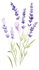 Lavender sprigs bloom in soft purple tones, showcasing intricate petals and calming botanical beauty