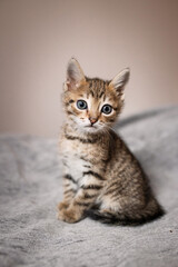 Cute small, gray kitten on a plain background. © ketrin