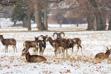 Obraz premium Winter landscape with Mouflon - Ovis aries musimon. There is snow on the meadow and it is snowing in the landscape