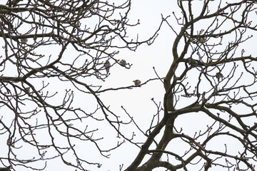 Tits sitting on branches in the treetops