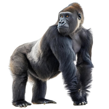gorilla  animal