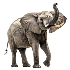 elephant animal © Habib