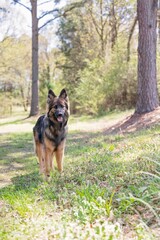 German Shepherd standing in a sunlit forest clearing, alert and curious