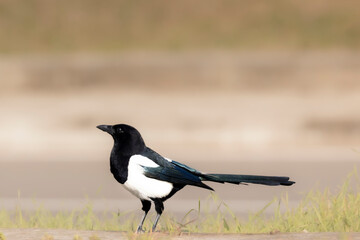 common magpie