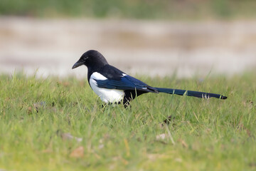common magpie