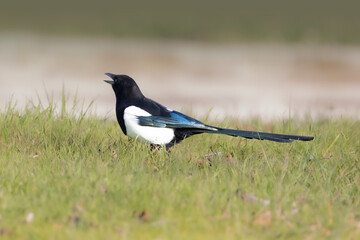 common magpie
