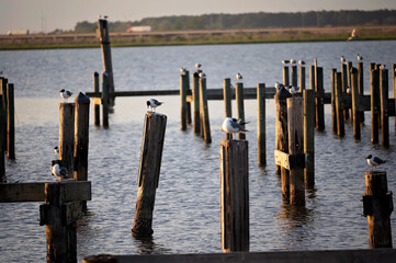 Seagulls perched on weathered wooden posts over calm waterfront