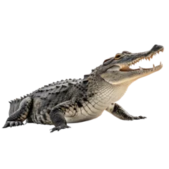 Fototapeten crocodile animal © Habib