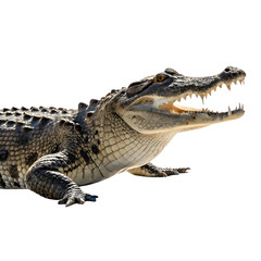 crocodile animal
