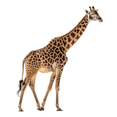 giraffe animal