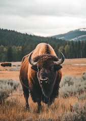 Stunning Photo of a Buffalo Bison in Jackson, Wyoming