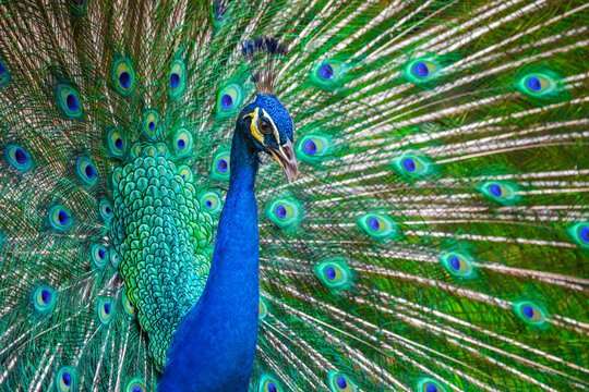 Closeup of a peacok (pavo cristatus) with its wings spread