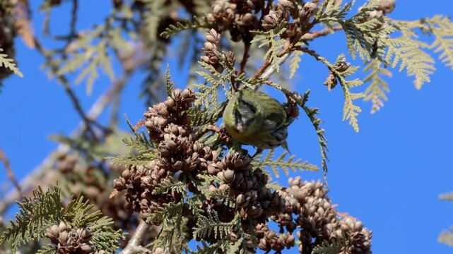 On a sunny day, a male Eurasian siskin sits on the Thuja branch and eats its seeds right toward the camera lens, with a blue sky background.	