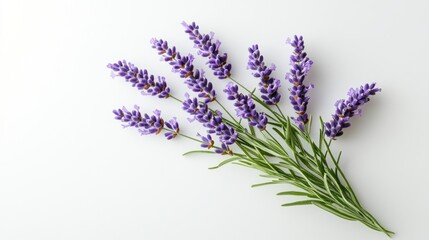 Obraz premium Fresh lavender sprigs on white surface