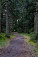 footpath in the forest with green moss and fir trees on both sides of the winding path