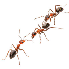 ant animal
