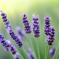Fototapeta premium A soft-focus shot of lavender leaves swinging in a warm summer wind