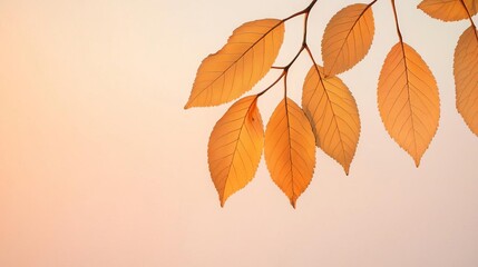 Fototapeta premium Golden autumn leaves swinging gently in the breeze against a soft sunset glow