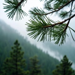 Obraz premium Swinging misty pine needles in a high-altitude mountain forest