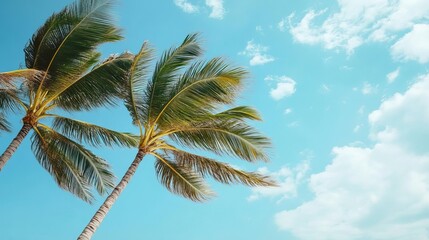 Tropical palm leaves swaying in the breeze on a sunny beach