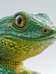 Fototapeta premium An iguana with its eyes wide open, showcasing its vibrant green and yellow scales.