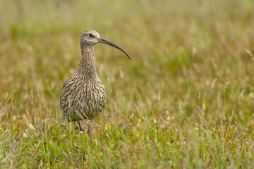Curlew, Scientific name, Numenius Arquata.   Adult Eurasion Curlew stood on managed grouse moorland in summer, Yorkshire Dales, taken from car window with long lens on beanbag. Horizontal. Copyspace