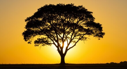 Obraz premium A picturesque tree silhouette bathed in the soft golden hues of the setting sun.