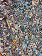 close up of dried leaf