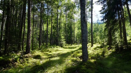 Fototapeta premium Dappled sunlight filtering through towering trees in a tranquil forest setting : Generative AI