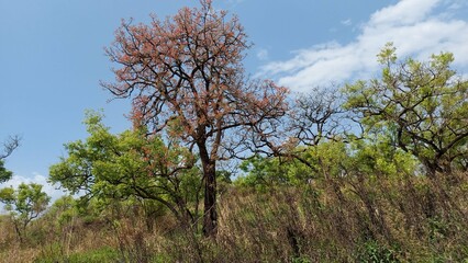 trees in the field