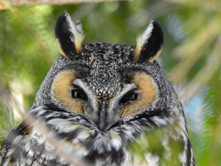 Long-eared owl sitting secretively within the branches of an evergreen